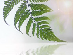 Jeanette Rockers acupuncture logo fern leaf on water